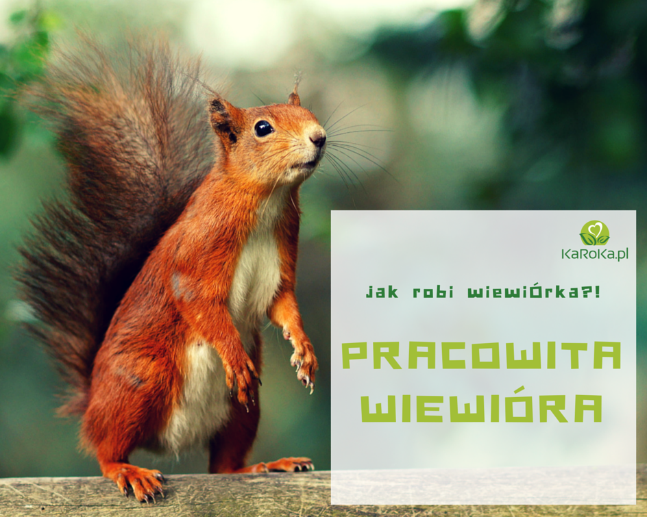 Twój wewnętrzny zwierz to wiewiórka!